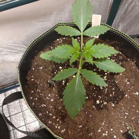 Banana Blaze Forbidden Cherry Melonda Runtz growlog timeline photo