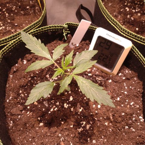 Banana Blaze Forbidden Cherry Melonda Runtz growlog timeline photo