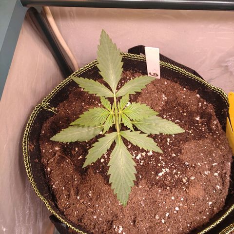 Banana Blaze Forbidden Cherry Melonda Runtz growlog timeline photo