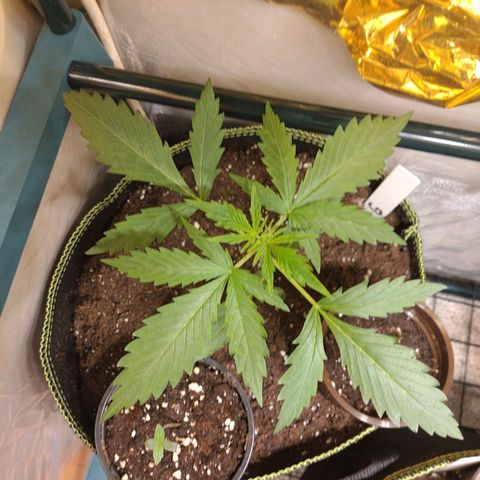 Banana Blaze Forbidden Cherry Melonda Runtz growlog timeline photo