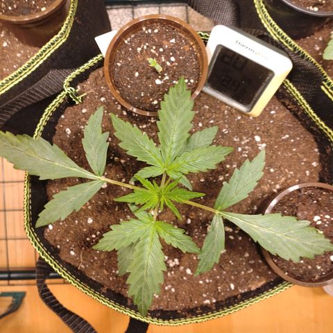 Banana Blaze Forbidden Cherry Melonda Runtz growlog timeline photo
