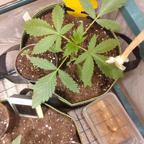 Banana Blaze Forbidden Cherry Melonda Runtz growlog timeline photo