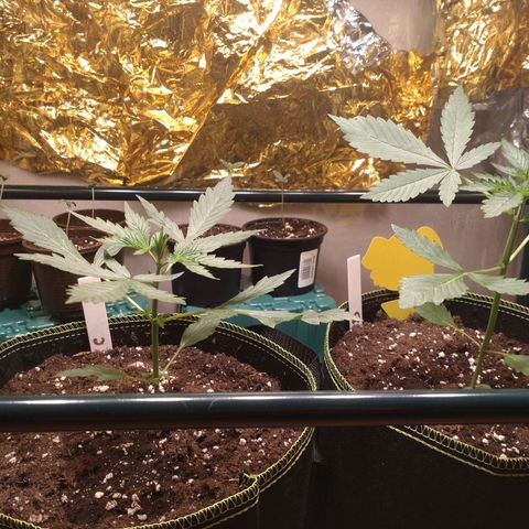 Banana Blaze Forbidden Cherry Melonda Runtz growlog timeline photo