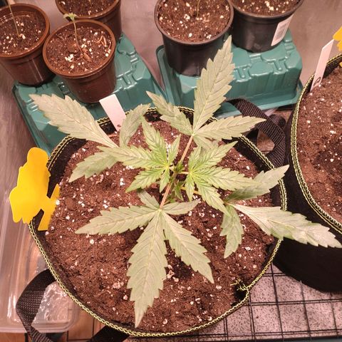Banana Blaze Forbidden Cherry Melonda Runtz growlog timeline photo