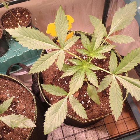 Banana Blaze Forbidden Cherry Melonda Runtz growlog timeline photo