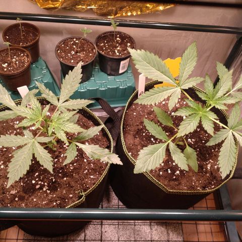 Banana Blaze Forbidden Cherry Melonda Runtz growlog timeline photo