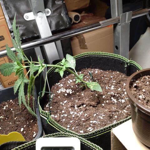 Banana Blaze Forbidden Cherry Melonda Runtz growlog timeline photo
