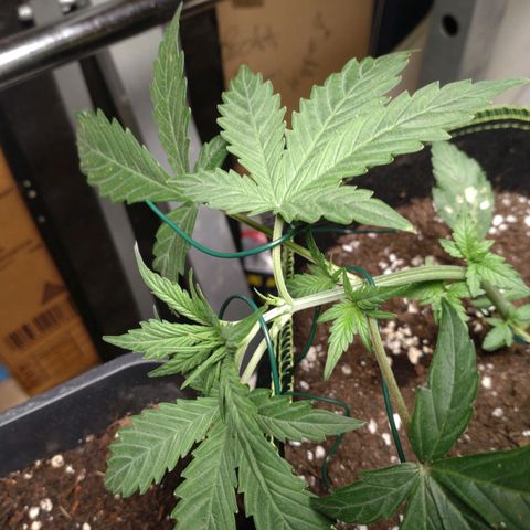 Banana Blaze Forbidden Cherry Melonda Runtz growlog timeline photo