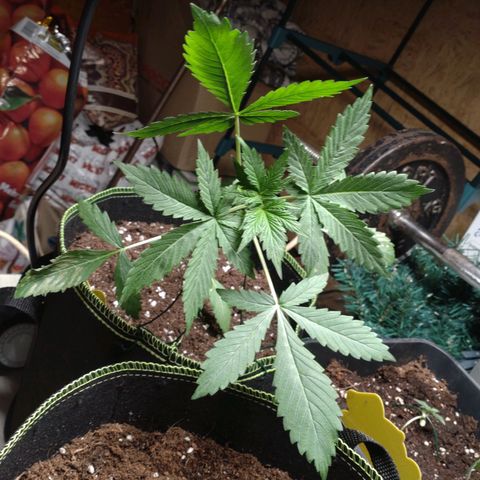 Banana Blaze Forbidden Cherry Melonda Runtz growlog timeline photo