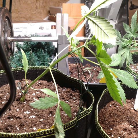 Banana Blaze Forbidden Cherry Melonda Runtz growlog timeline photo