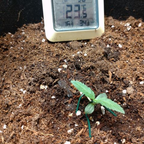 Northern Lights Automatic growlog timeline photo
