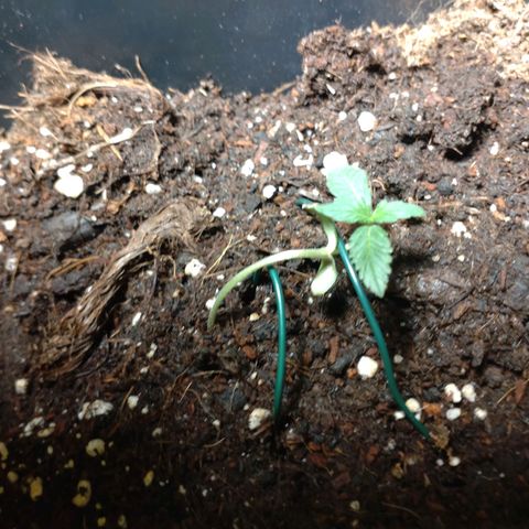 Northern Lights Automatic growlog timeline photo