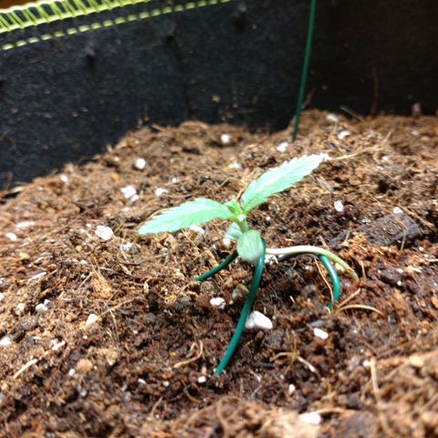 Northern Lights Automatic growlog timeline photo