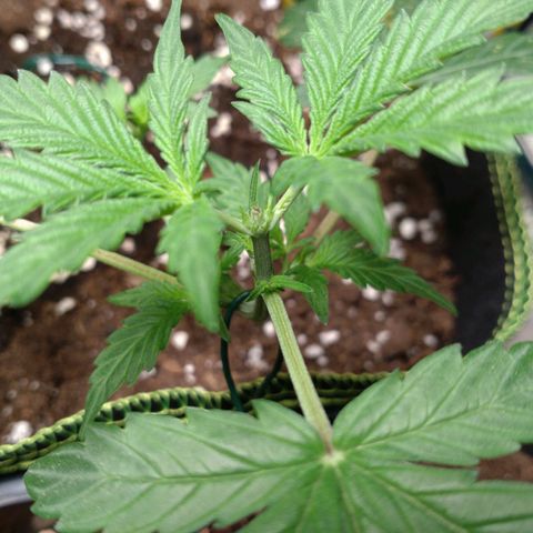 Banana Blaze Forbidden Cherry Melonda Runtz growlog timeline photo