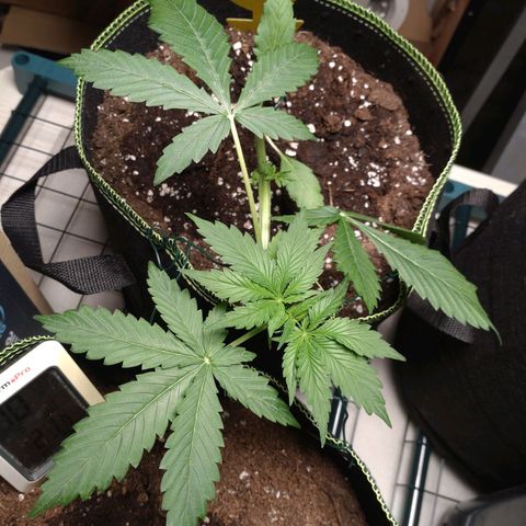 Banana Blaze Forbidden Cherry Melonda Runtz growlog timeline photo