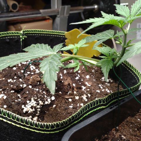 Banana Blaze Forbidden Cherry Melonda Runtz growlog timeline photo