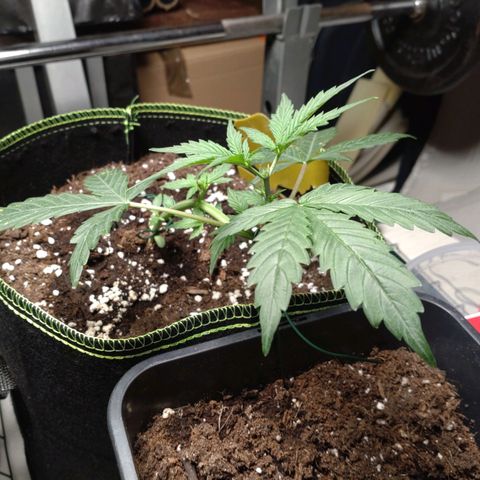 Banana Blaze Forbidden Cherry Melonda Runtz growlog timeline photo