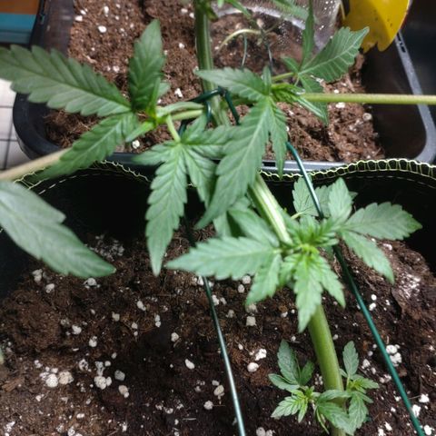 Banana Blaze Forbidden Cherry Melonda Runtz growlog timeline photo