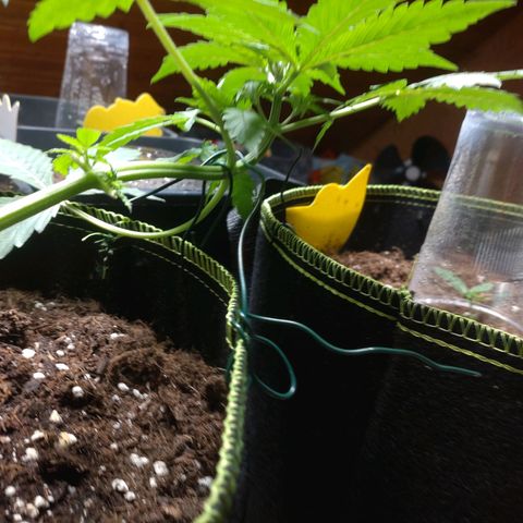 Banana Blaze Forbidden Cherry Melonda Runtz growlog timeline photo