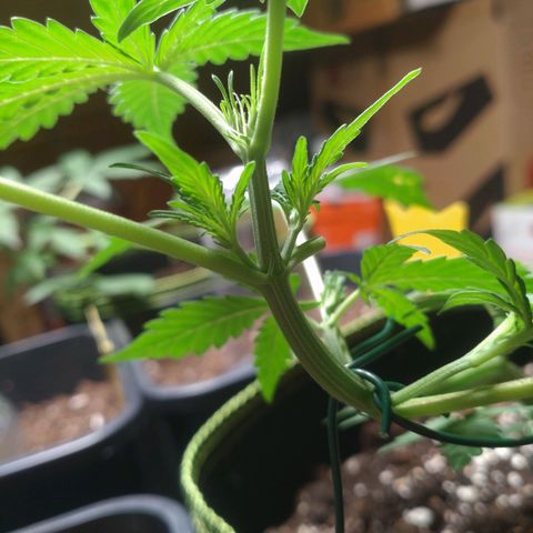 Banana Blaze Forbidden Cherry Melonda Runtz growlog timeline photo