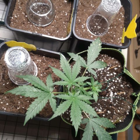 Banana Blaze Forbidden Cherry Melonda Runtz growlog timeline photo