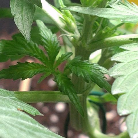 Banana Blaze Forbidden Cherry Melonda Runtz growlog timeline photo