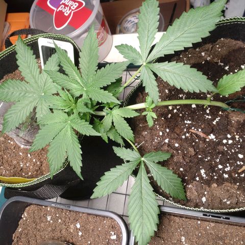 Banana Blaze Forbidden Cherry Melonda Runtz growlog timeline photo