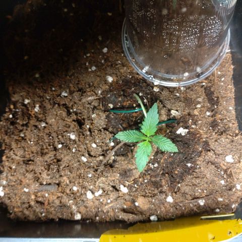 Northern Lights Automatic growlog timeline photo