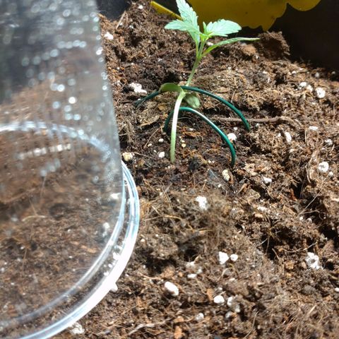Northern Lights Automatic growlog timeline photo