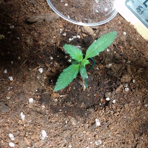 Northern Lights Automatic growlog timeline photo