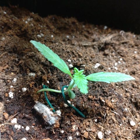 Northern Lights Automatic growlog timeline photo