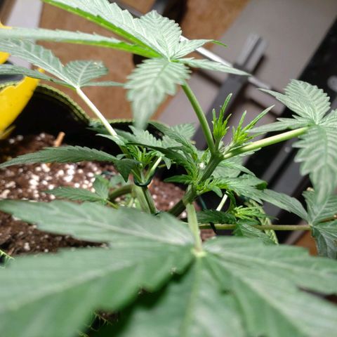 Banana Blaze Forbidden Cherry Melonda Runtz growlog timeline photo
