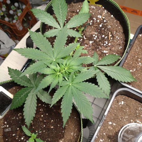 Banana Blaze Forbidden Cherry Melonda Runtz growlog timeline photo