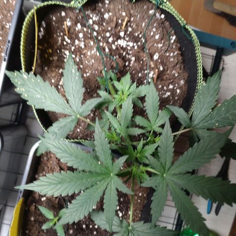 Banana Blaze Forbidden Cherry Melonda Runtz growlog timeline photo