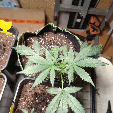 Banana Blaze Forbidden Cherry Melonda Runtz growlog timeline photo