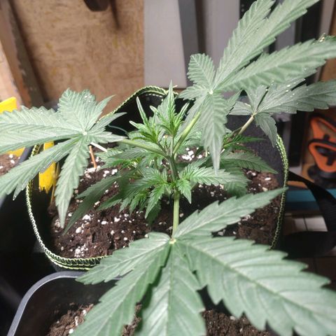 Banana Blaze Forbidden Cherry Melonda Runtz growlog timeline photo