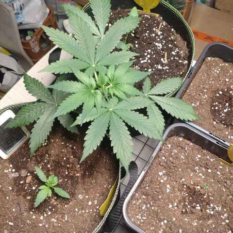Banana Blaze Forbidden Cherry Melonda Runtz growlog timeline photo