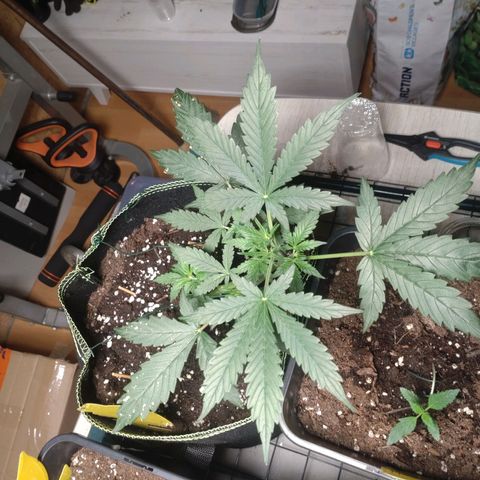 Banana Blaze Forbidden Cherry Melonda Runtz growlog timeline photo