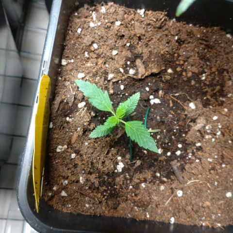 Northern Lights Automatic growlog photo: Ein Mutanten Blatt 🧟🧌