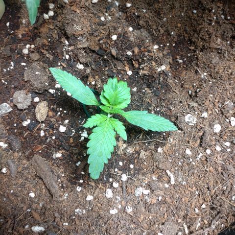 Northern Lights Automatic growlog photo: Ein Mutanten Blatt 🧟🧌