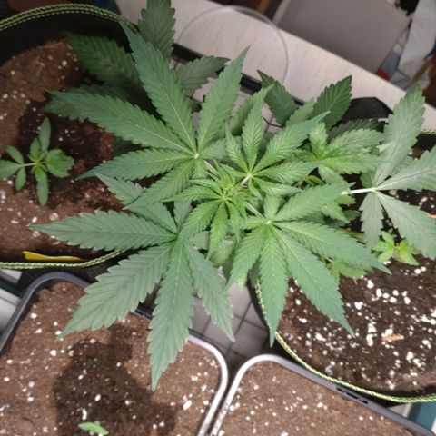 Banana Blaze Forbidden Cherry Melonda Runtz growlog timeline photo