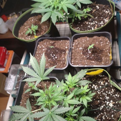 Banana Blaze Forbidden Cherry Melonda Runtz growlog timeline photo