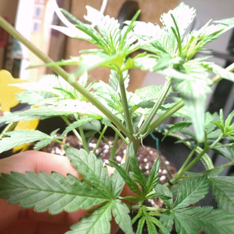 Banana Blaze Forbidden Cherry Melonda Runtz growlog timeline photo