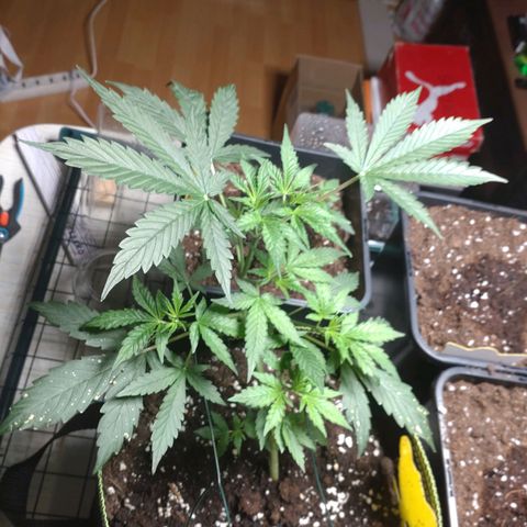 Banana Blaze Forbidden Cherry Melonda Runtz growlog timeline photo