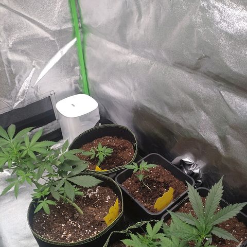 Banana Blaze Forbidden Cherry Melonda Runtz growlog timeline photo