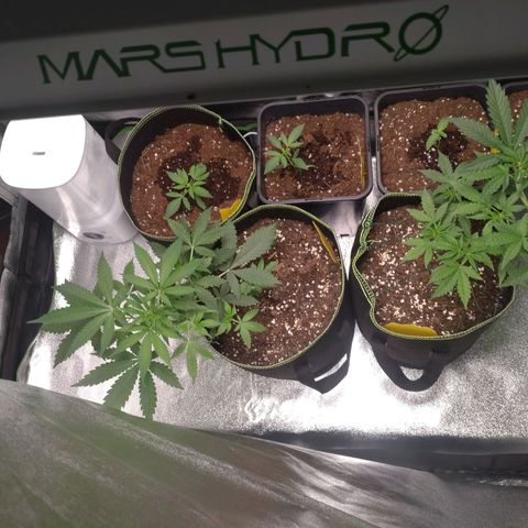 Banana Blaze Forbidden Cherry Melonda Runtz growlog timeline photo
