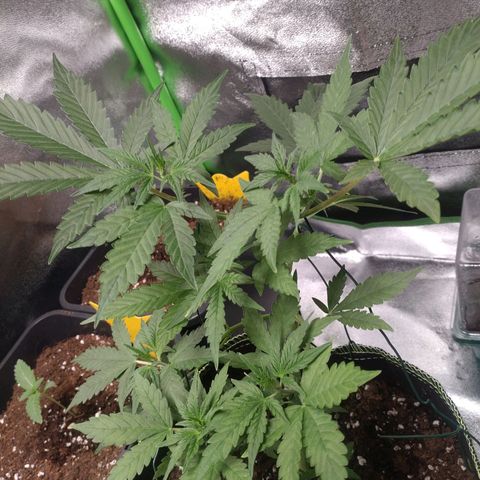 Banana Blaze Forbidden Cherry Melonda Runtz growlog photo: Scheint das neue Zuhause gut angenommen zu haben 