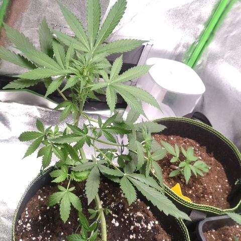 Banana Blaze Forbidden Cherry Melonda Runtz growlog photo: Scheint das neue Zuhause gut angenommen zu haben 