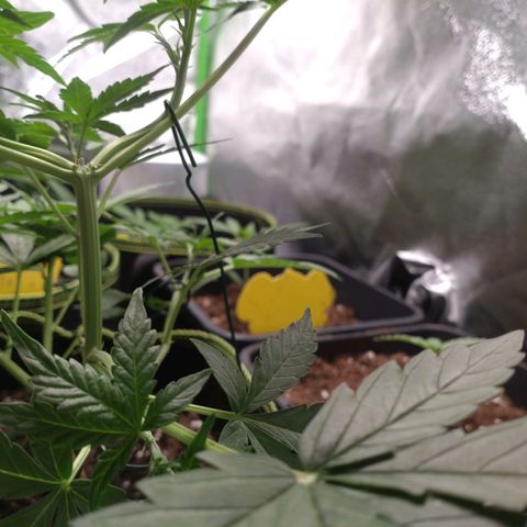 Banana Blaze Forbidden Cherry Melonda Runtz growlog photo: Scheint das neue Zuhause gut angenommen zu haben 