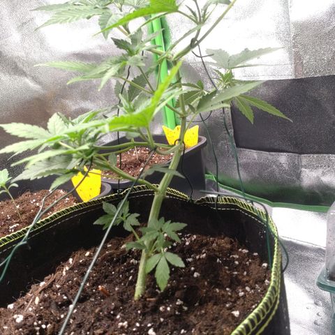 Banana Blaze Forbidden Cherry Melonda Runtz growlog photo: Scheint das neue Zuhause gut angenommen zu haben 